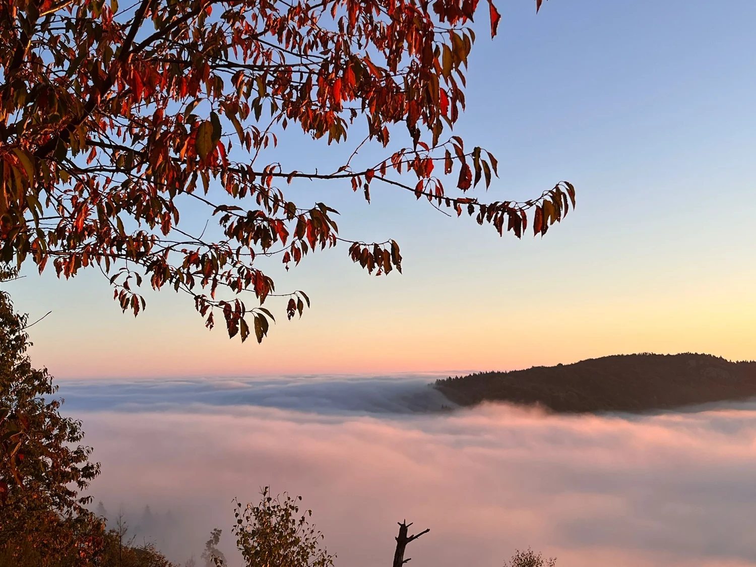 Autumn leaves framing a sea of clouds below Mont Sardier