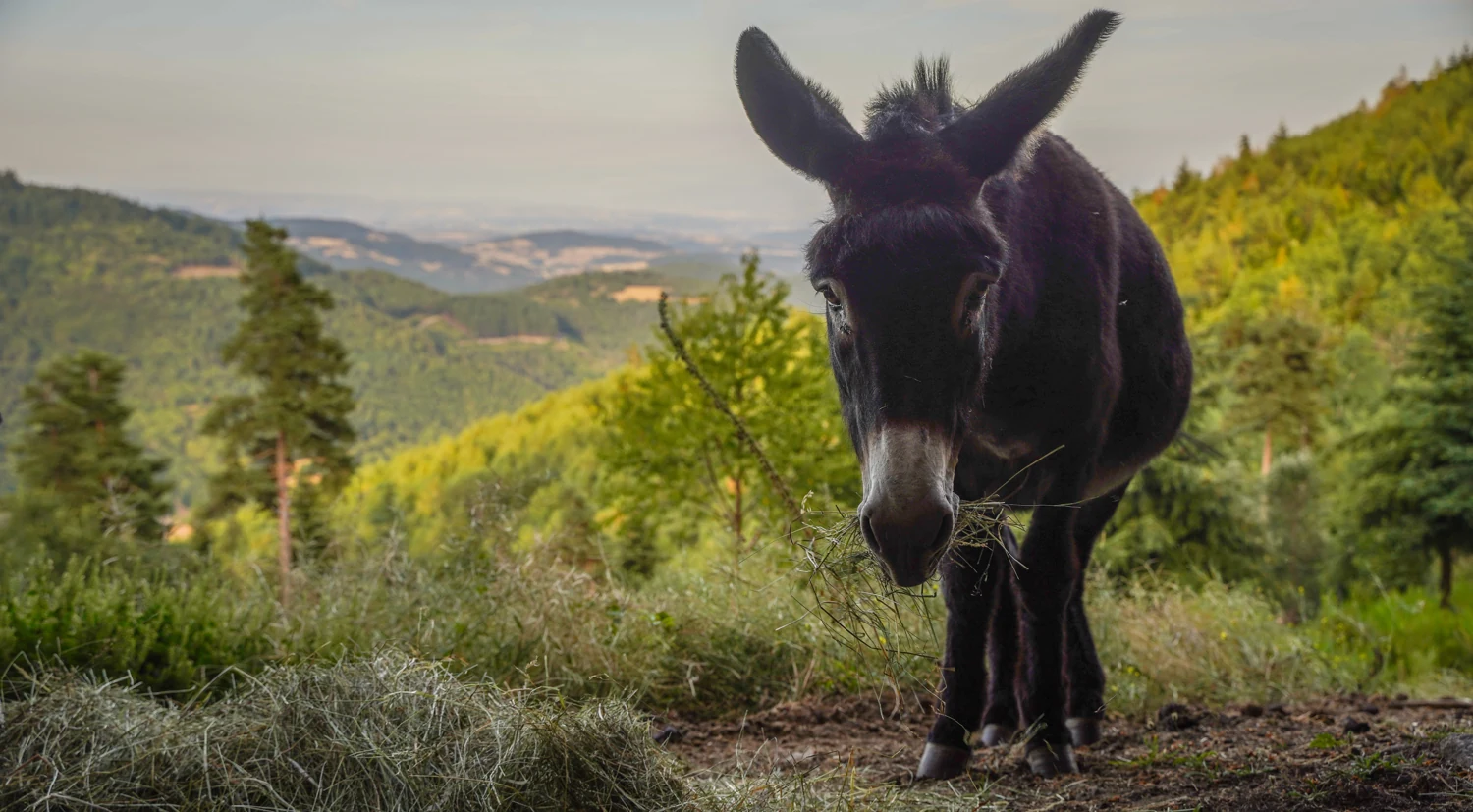 A donkey standing on a grassy slope above the wooded valley