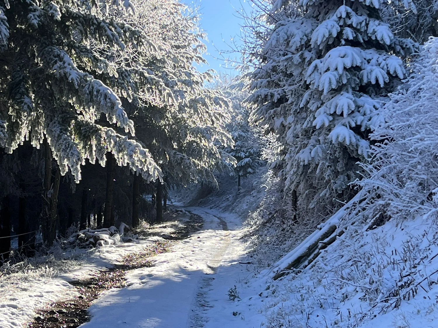 A woodland track lined with snow-covered fir trees
